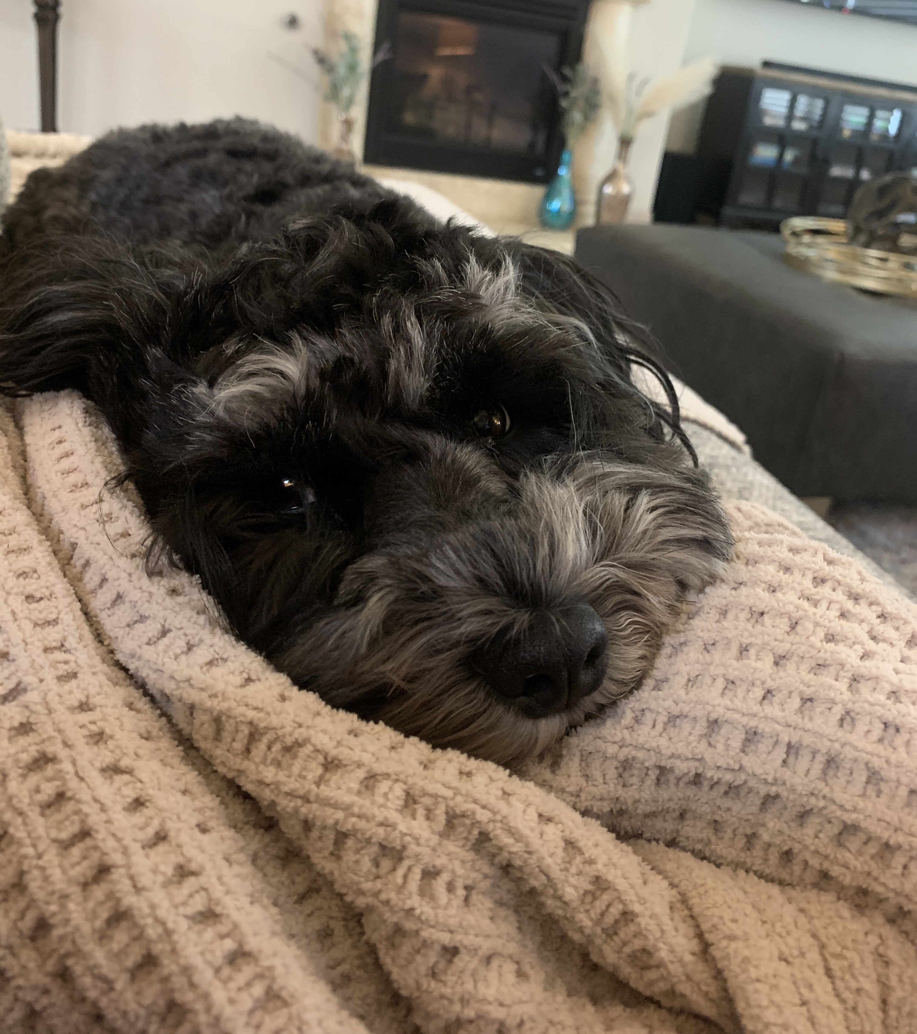 This is a schnauzer dog.